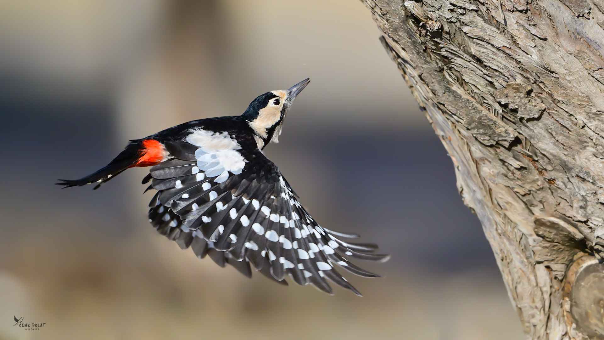 Syrian Woodpecker